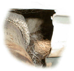 Vogelei im Nest