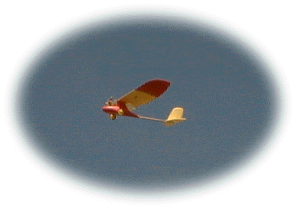 Wingo